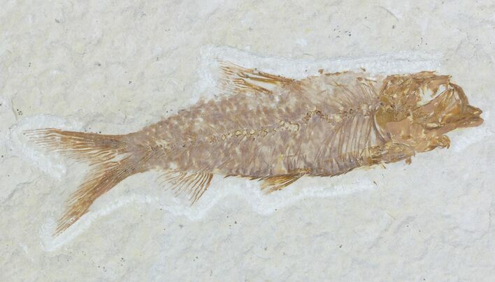 Knightia Fossil Fish - Wyoming #55328